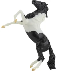 Black Pinto Rearing Mustang