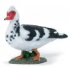 Domestic Muscovy Duck