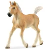 Halfinger Foal
