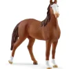 Marwari Mare