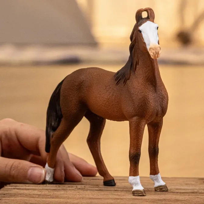 Marwari Mare