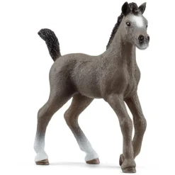 Selle Français Foal