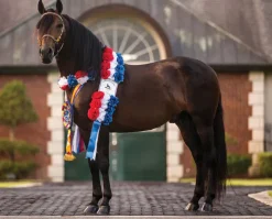 Vivaldi de Besilu Horse